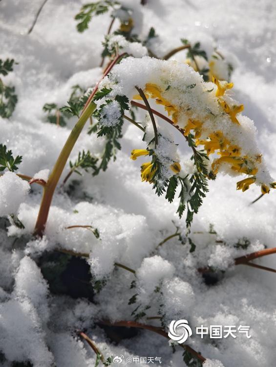 山顶覆白!辽宁本溪四月桃花雪冬春同框 山顶覆白!辽宁本溪四月桃花雪冬春同框