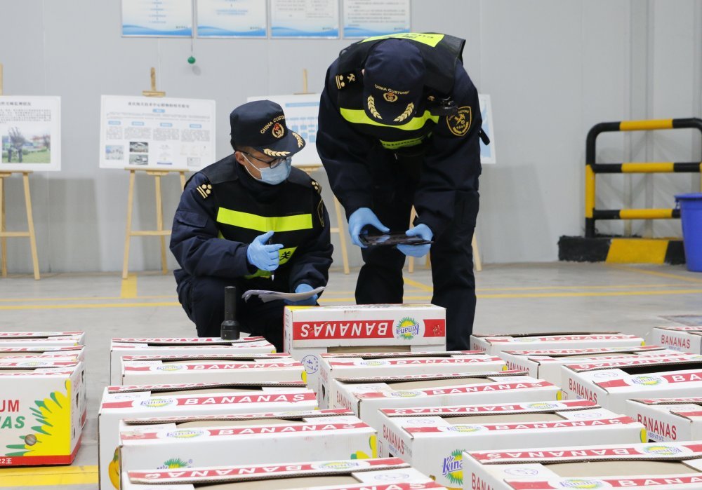 一箱直抵!首批老挝香蕉搭乘中老班列运抵重庆 一箱直抵!首批老挝香蕉搭乘中老班列运抵重庆