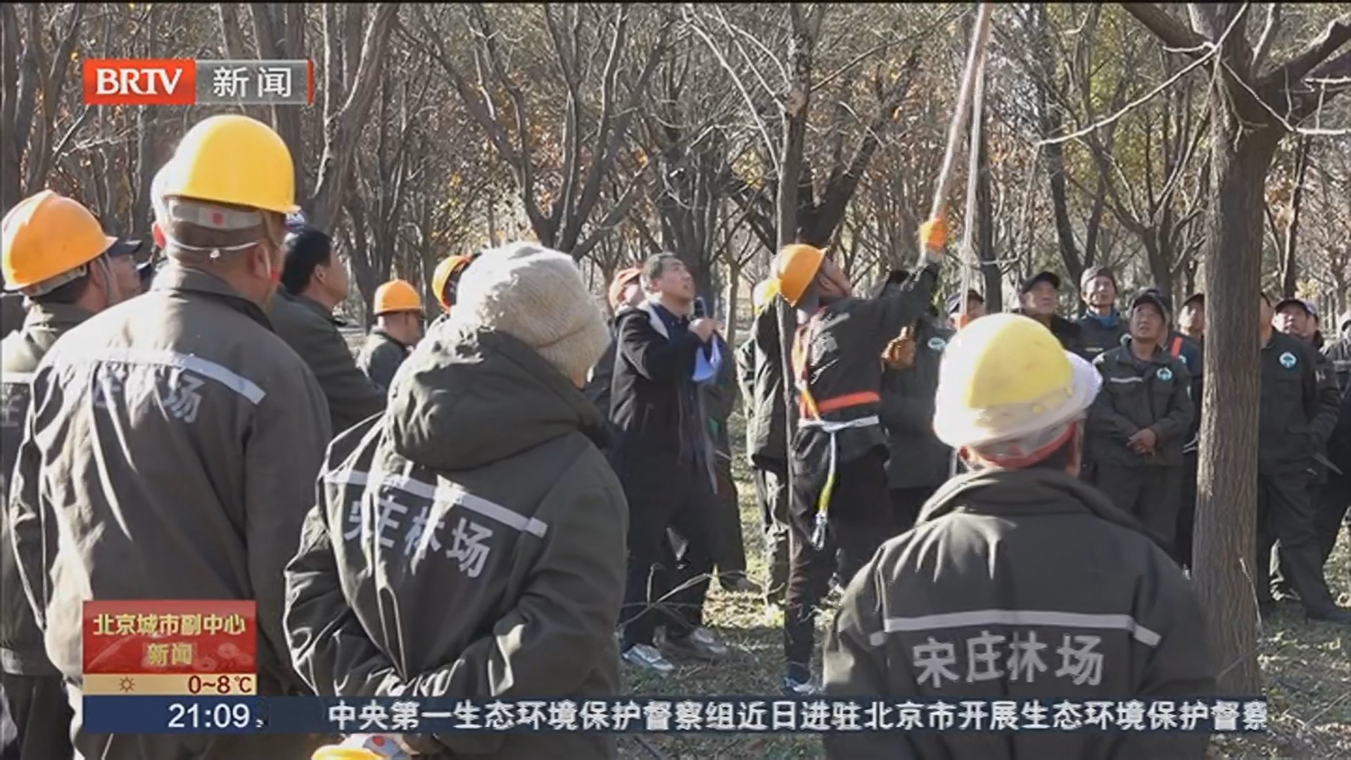 城市副中心园林人竞技“金剪子” 冬季修剪练精兵 城市副中心园林人竞技“金剪子” 冬季修剪练精兵