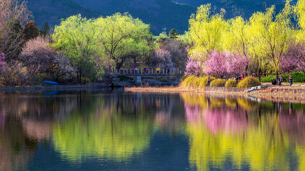 春花+旅游,“春日经济”有多少种打开方式? 春花+旅游,“春日经济”有多少种打开方式?