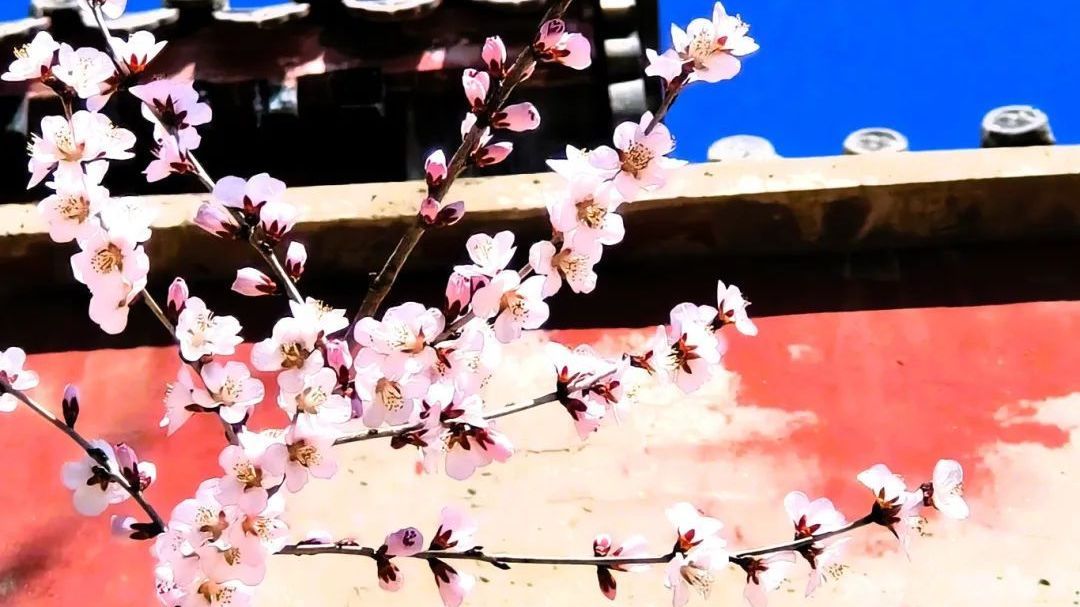 房山这里的漫山桃花如云霞,邀你共赴一场粉色浪漫 房山这里的漫山桃花如云霞,邀你共赴一场粉色浪漫