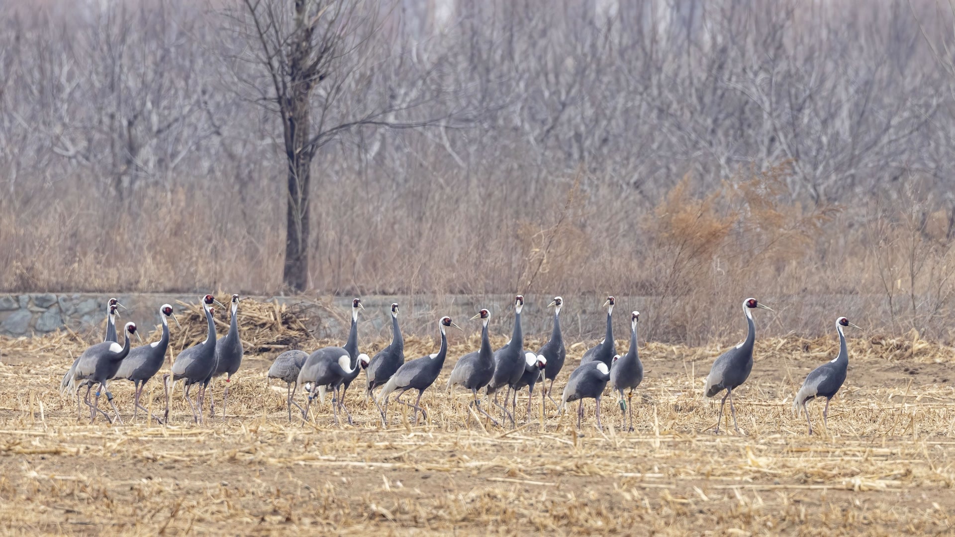 密云这场摄影展,藏着北京最惊艳的生态大片 密云这场摄影展,藏着北京最惊艳的生态大片