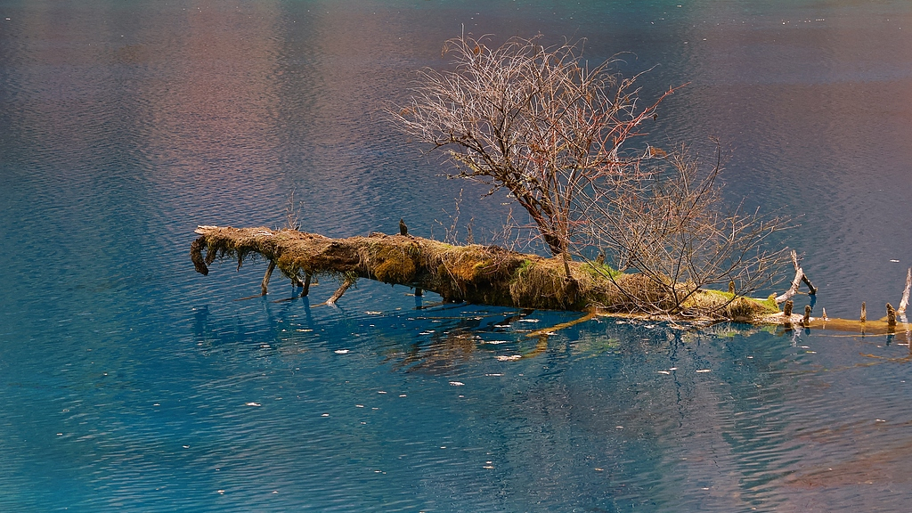 男子编造“在九寨沟一夜被宰10万”被拘留