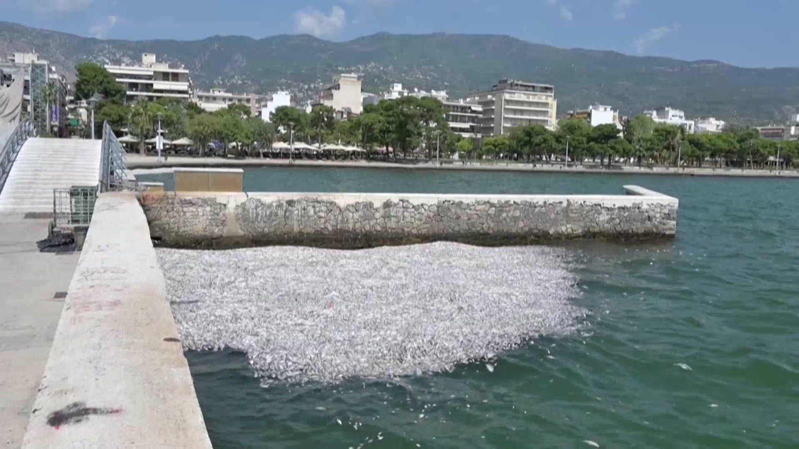 逾百吨死鱼堵港口 希腊沃洛斯市进入紧急状态