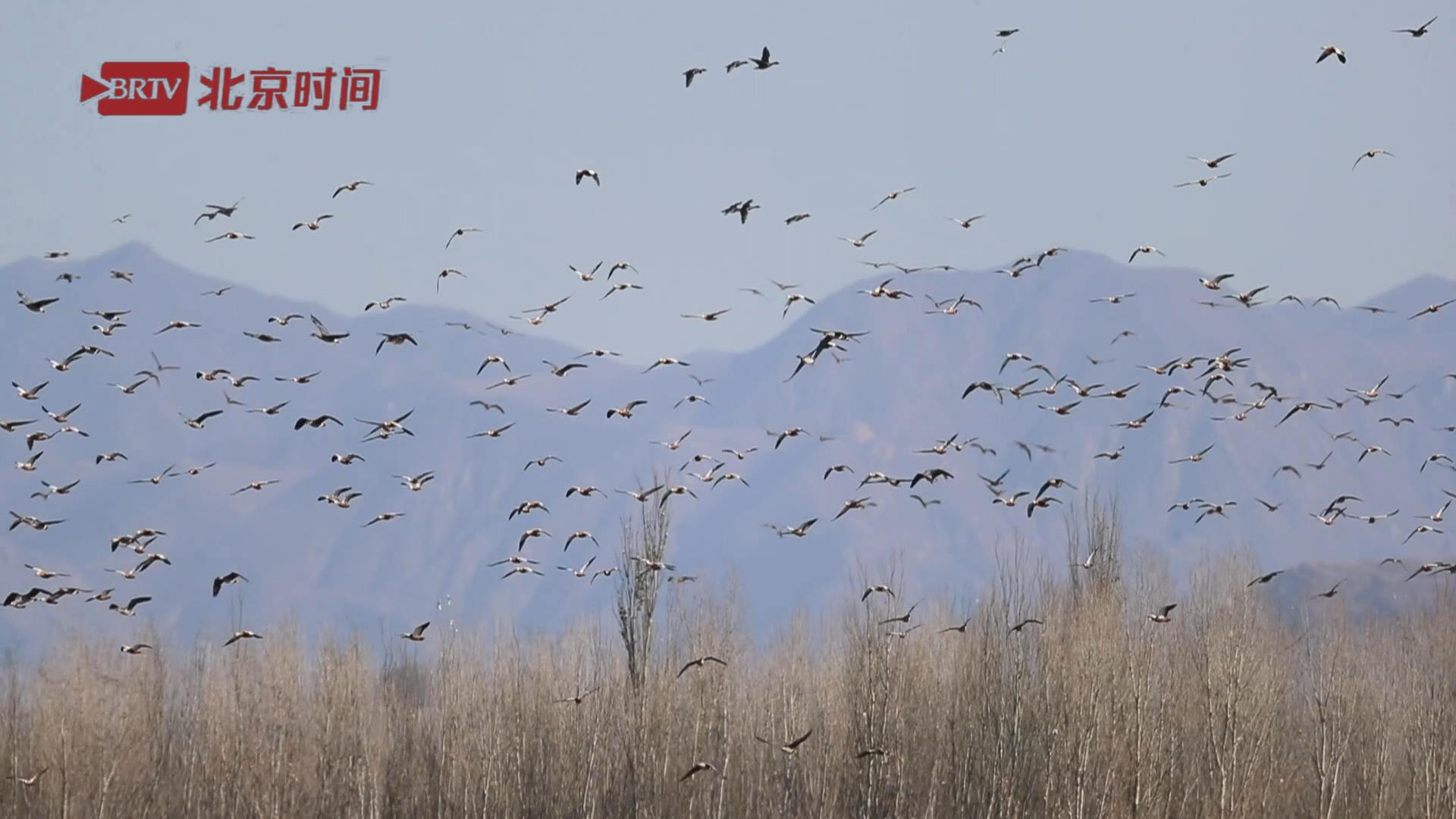 真·天鹅湖!北京迎来今春迁徙高峰 官厅水库候鸟聚集 真·天鹅湖!北京迎来今春迁徙高峰 官厅水库候鸟聚集