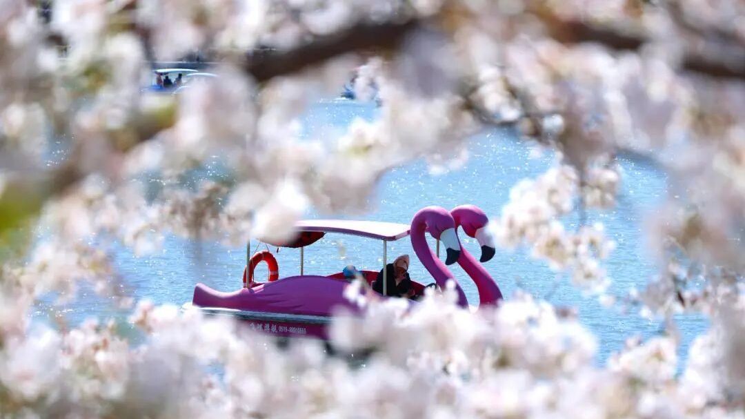 简直美爆了！北京“冷门”赏花路线