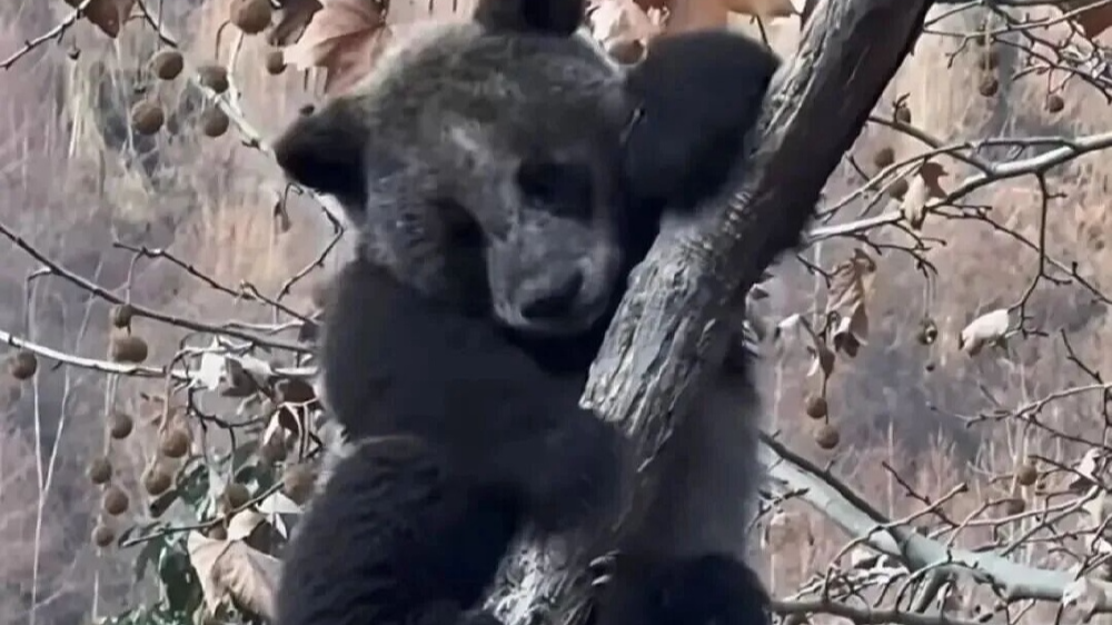 官方回应“全网最黑”大熊猫 官方回应“全网最黑”大熊猫