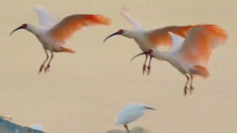 见者吉祥！朱鹮空中起舞诠释东方美学