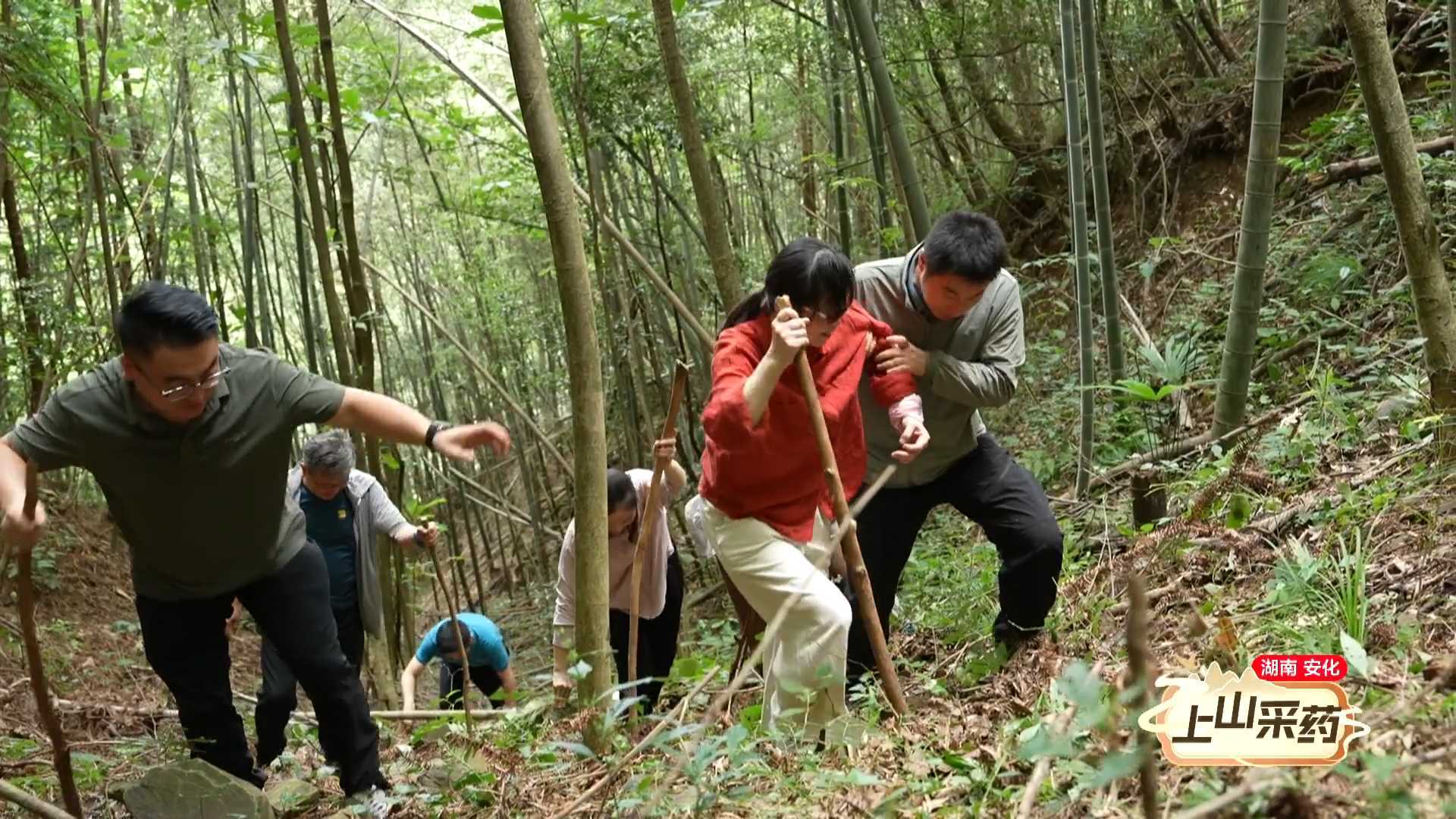摔跤、打滑、步履维艰!这才是采药人的真实日常 摔跤、打滑、步履维艰!这才是采药人的真实日常