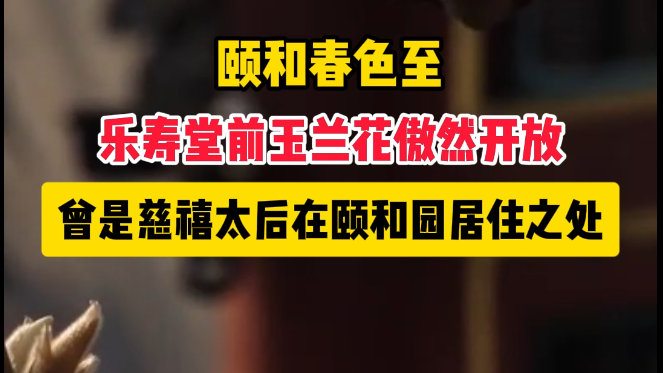 颐和园乐寿堂玉兰傲然盛开 颐和园乐寿堂玉兰傲然盛开
