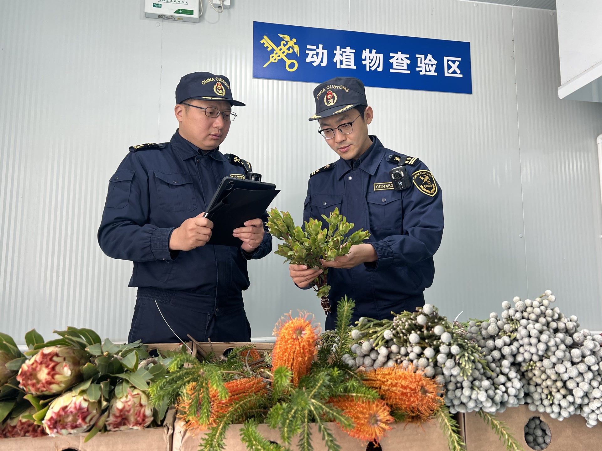 “零关税”新政后首票,7100枝南非原产鲜切花通关进京 “零关税”新政后首票,7100枝南非原产鲜切花通关进京