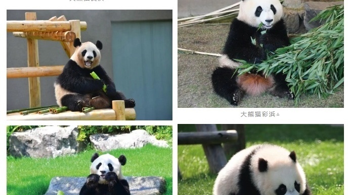 四只旅日大熊猫“到家”，开始接受隔离检疫