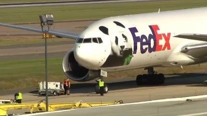 大熊猫“宝力”“青宝”抵达美国!开启旅居生活 大熊猫“宝力”“青宝”抵达美国!开启旅居生活