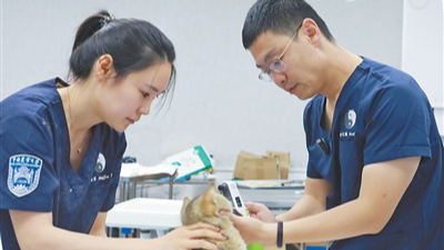 从大熊猫到雪豹，这位教授的“患者”都在野外