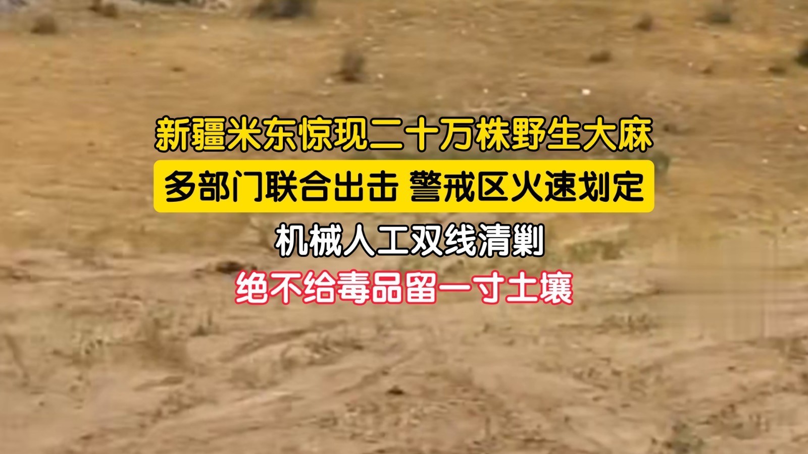 二十万株野生大麻藏身偏远山区 快速反应全面铲除 筑牢禁毒防线