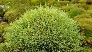 南极变绿?快速变暖地区的植被覆盖面积迅速增加 南极变绿?快速变暖地区的植被覆盖面积迅速增加