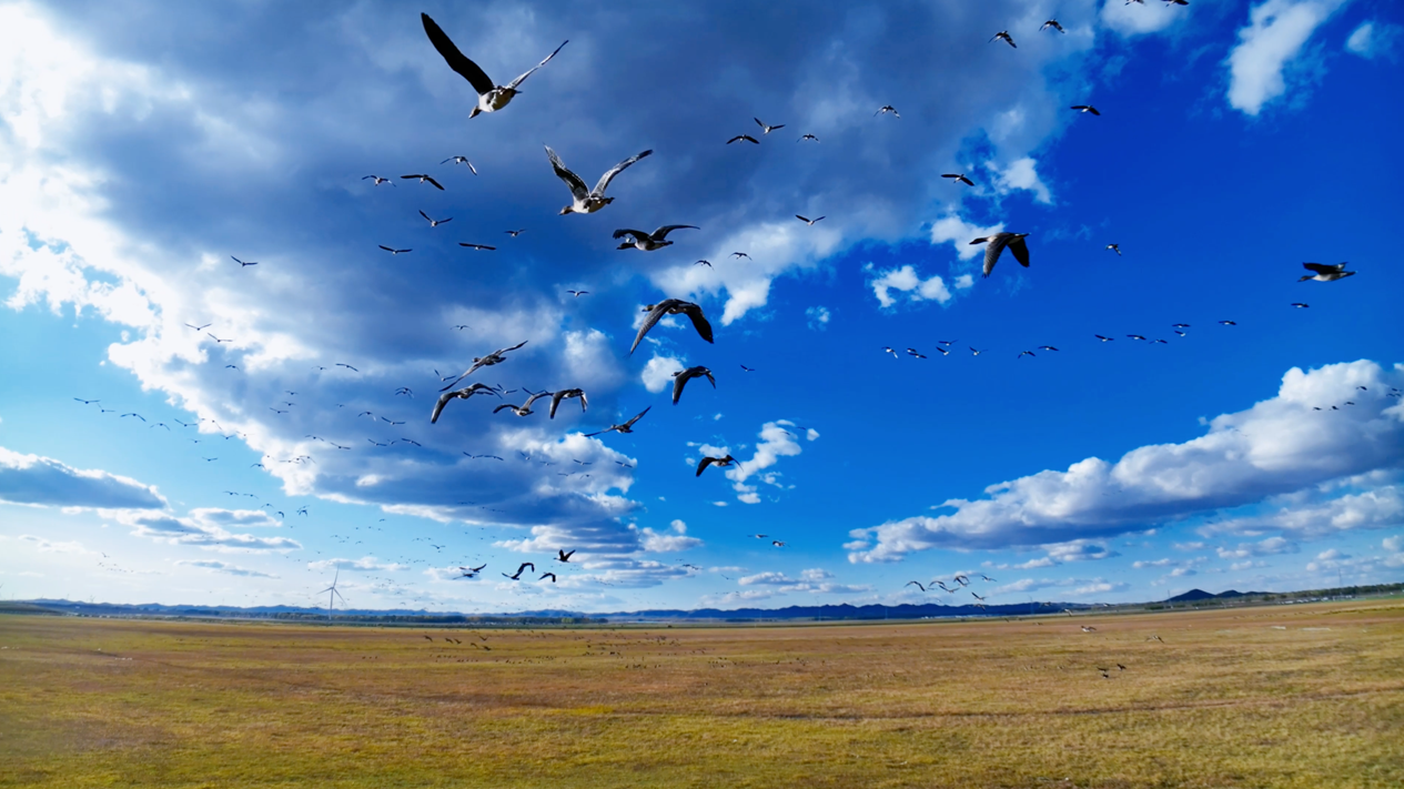《我的桃花源》张家口特辑第一集 魅力沽源 坝上明珠