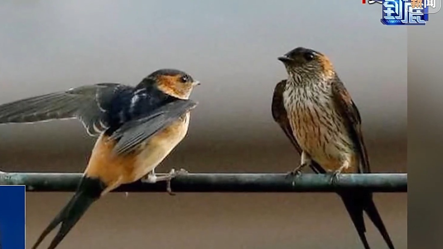 燕子为何会滞留、死亡?野外遇候鸟迁徙受阻该怎么办? 燕子为何会滞留、死亡?野外遇候鸟迁徙受阻该怎么办?