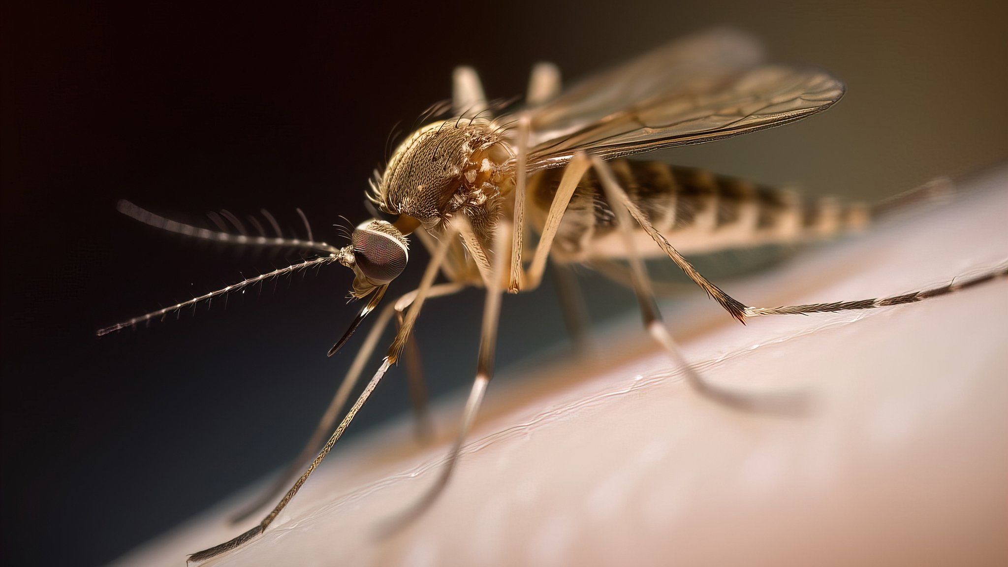 今日科普:为什么夏季蚊子反而没有秋季多? 今日科普:为什么夏季蚊子反而没有秋季多?
