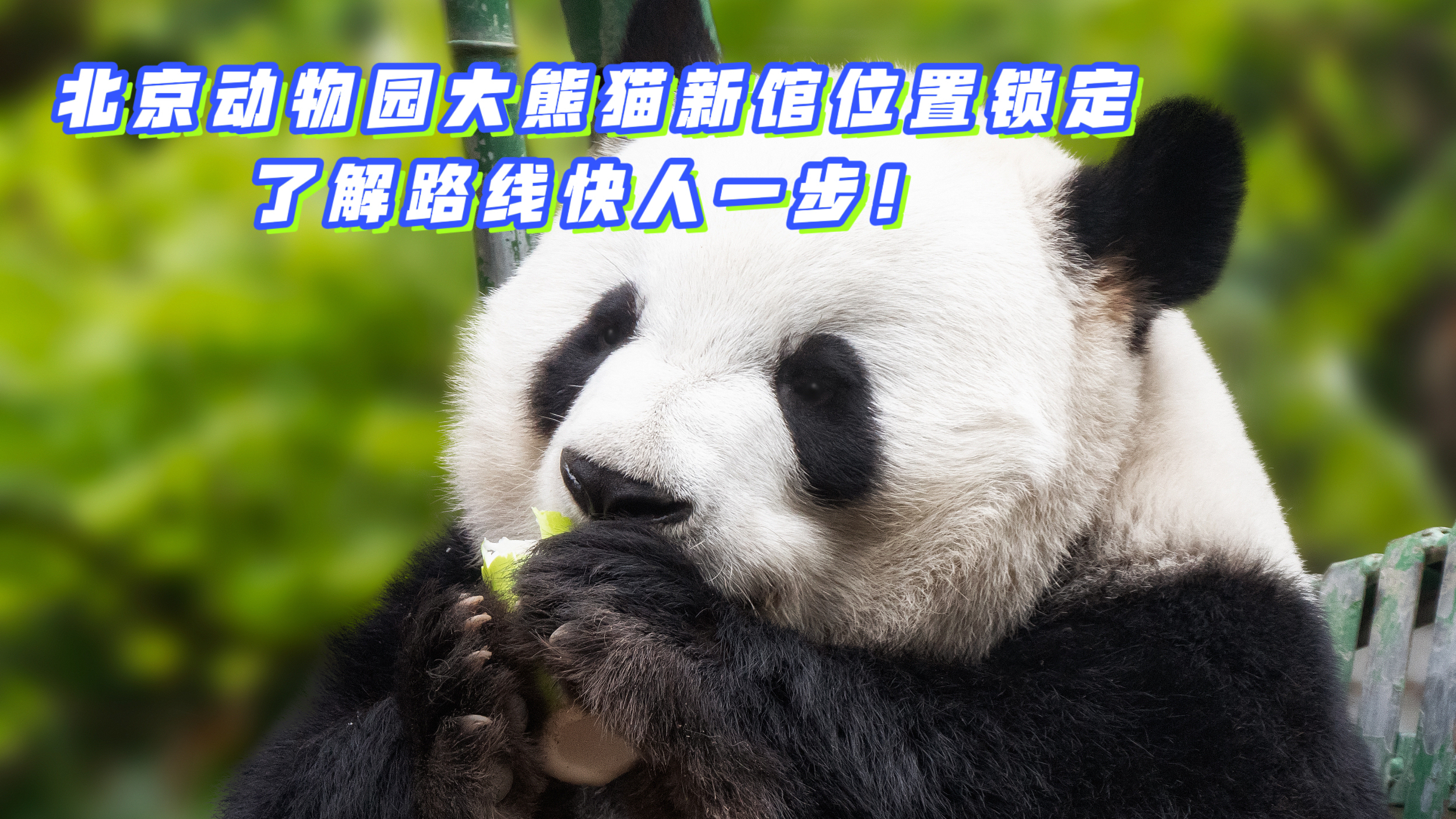 北京动物园大熊猫新馆位置锁定,了解路线快人一步! 北京动物园大熊猫新馆位置锁定,了解路线快人一步!