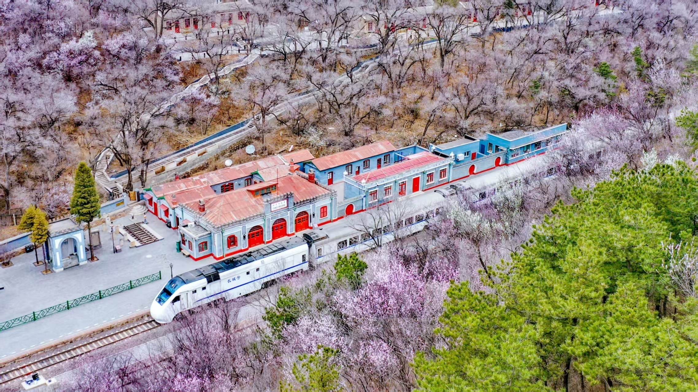 穿花海、登雄关，开往春天的列车驶入最美花季