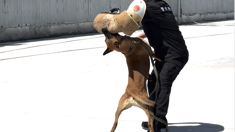 是警犬也是毛孩子 破得了案也卖得了萌 网友：谁还不是个宝宝了