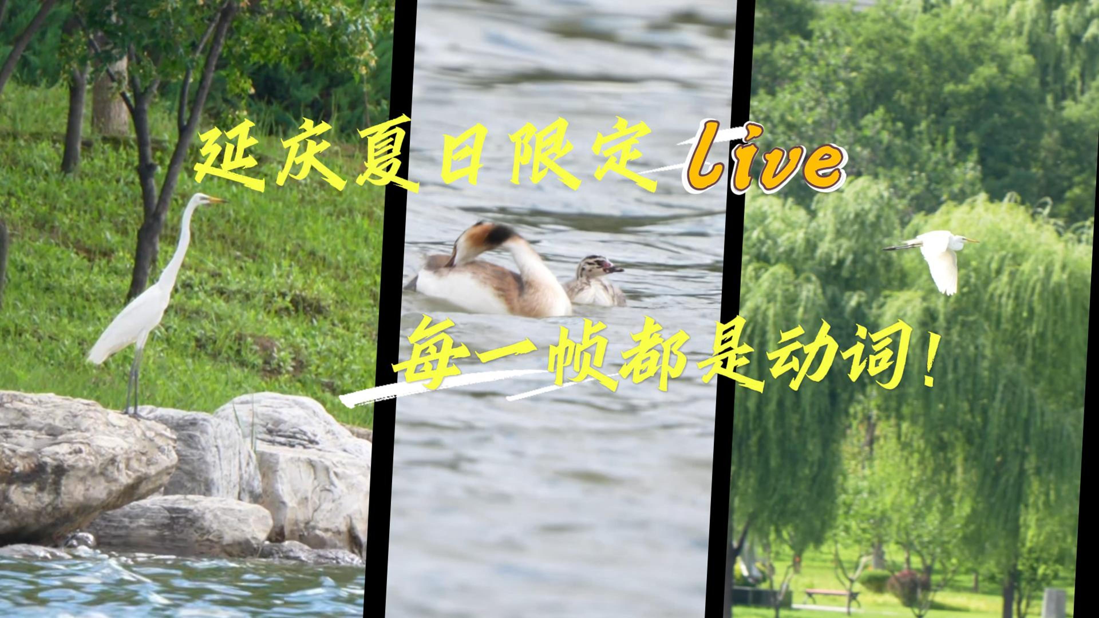 鸟届顶流秀：延庆夏日限定live，每一帧都是动词！