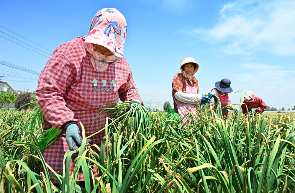 “免费抽蒜薹”走红背后 “免费抽蒜薹”走红背后