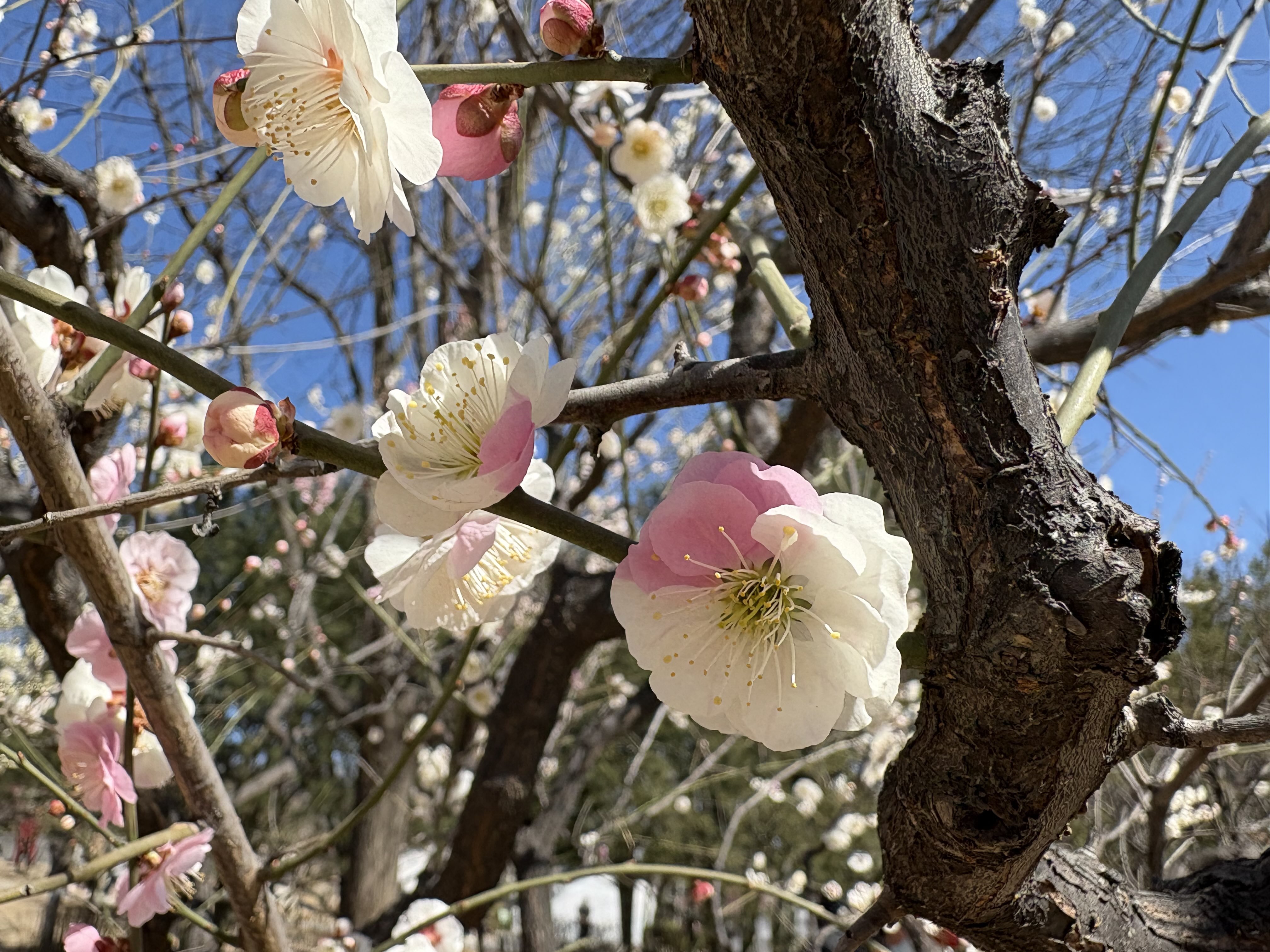 一花两色,北京明城墙“拼色”梅花很惊艳!秘密在这儿 一花两色,北京明城墙“拼色”梅花很惊艳!秘密在这儿