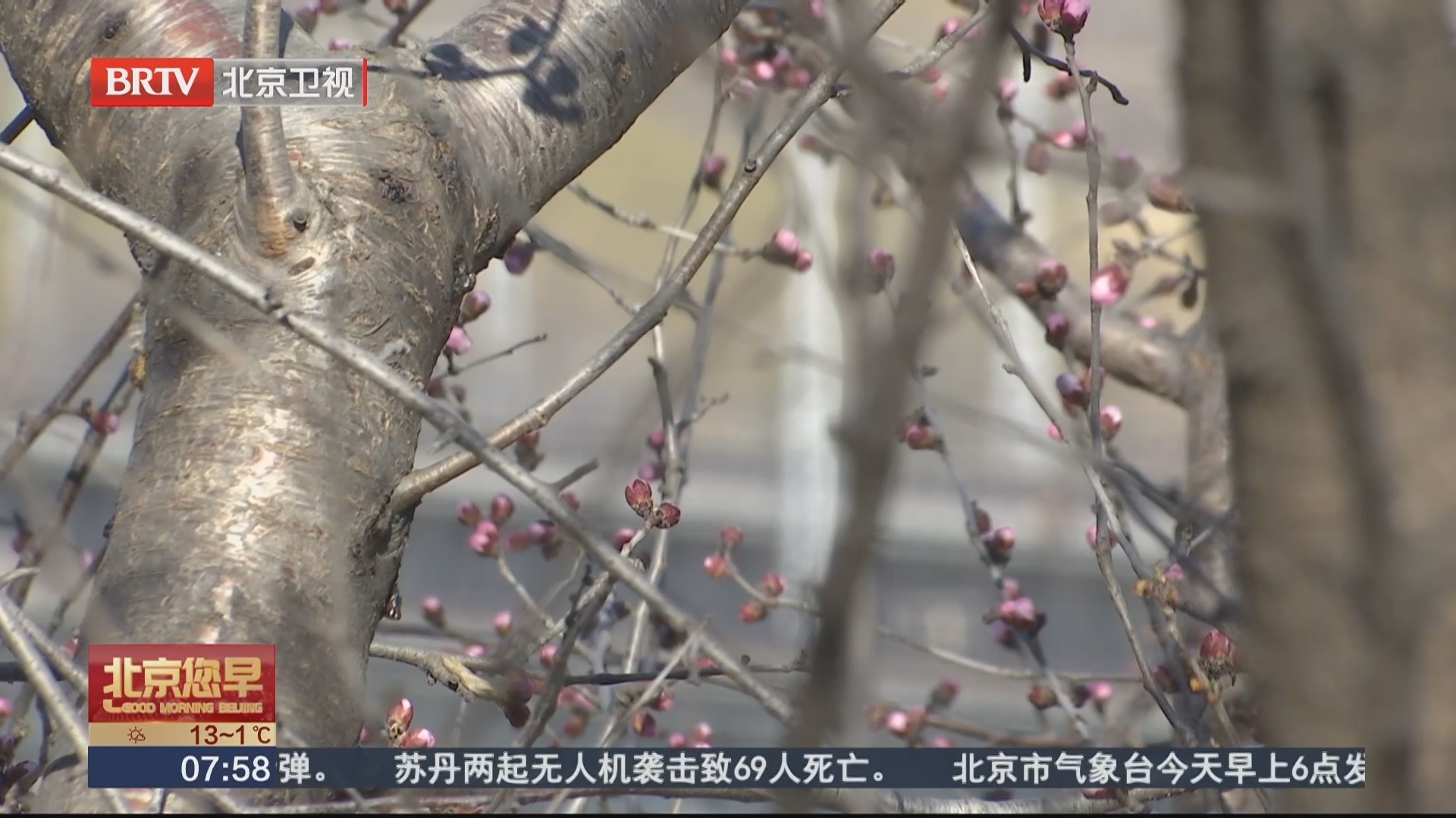 春天到园博园种“桃花”！2000多棵山桃树等您认养