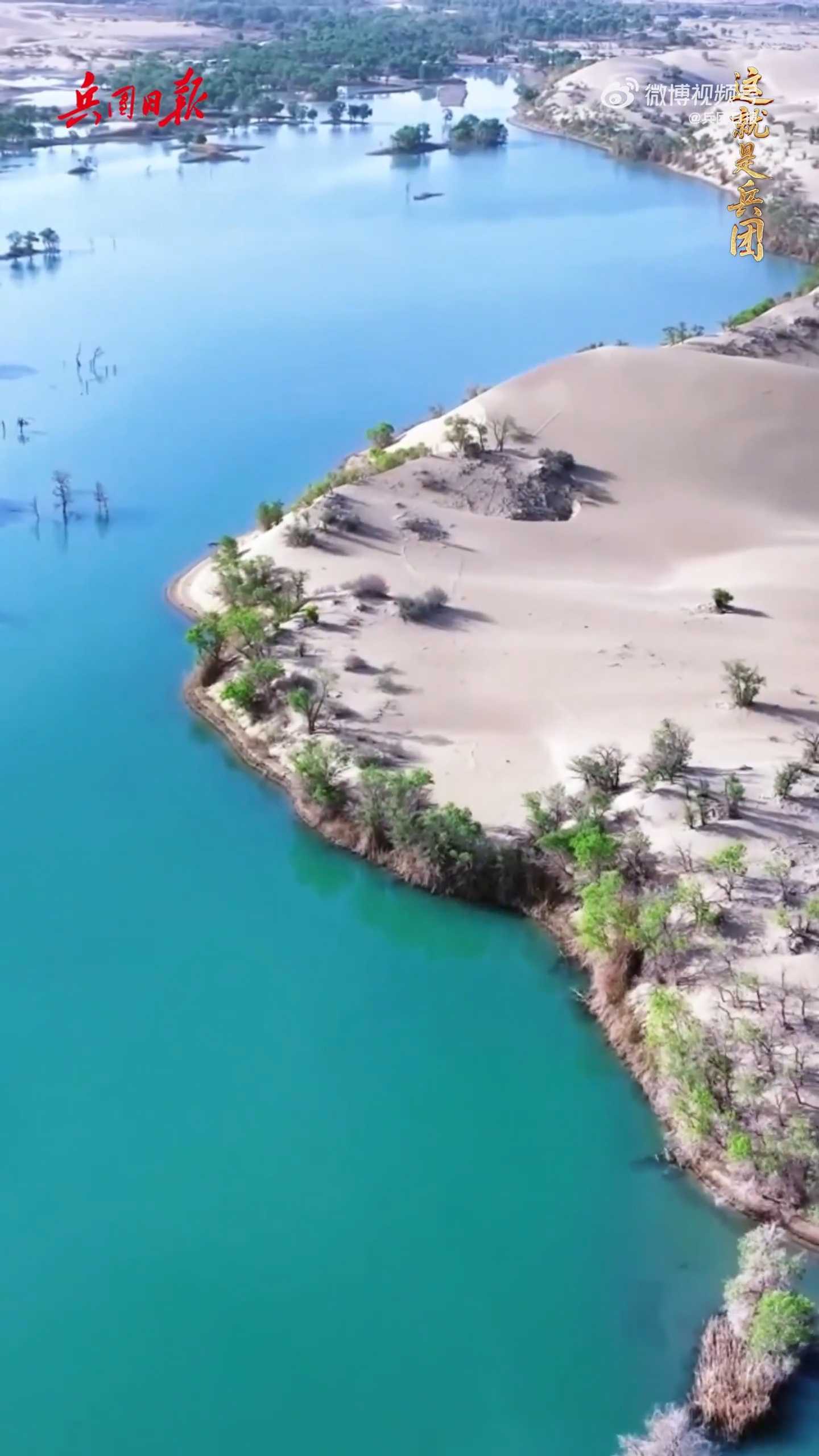 新疆大漠“沙水胡杨”生命力满满 新疆大漠“沙水胡杨”生命力满满