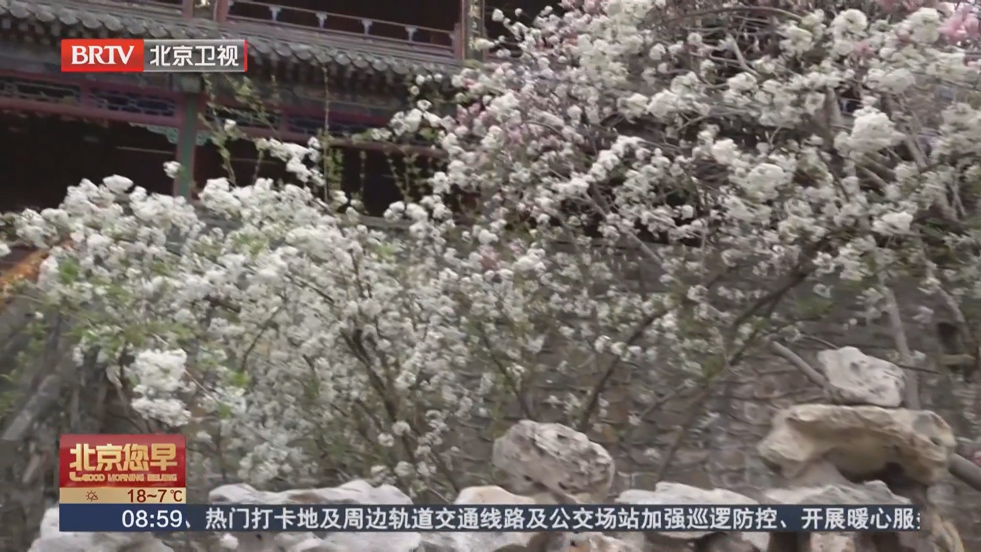 400年明代二乔玉兰盛放 潭柘寺玉兰观赏季启幕 400年明代二乔玉兰盛放 潭柘寺玉兰观赏季启幕