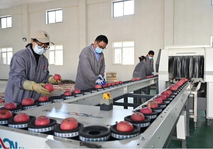 中国农产品“出海”丰富世界餐桌 中国农产品“出海”丰富世界餐桌