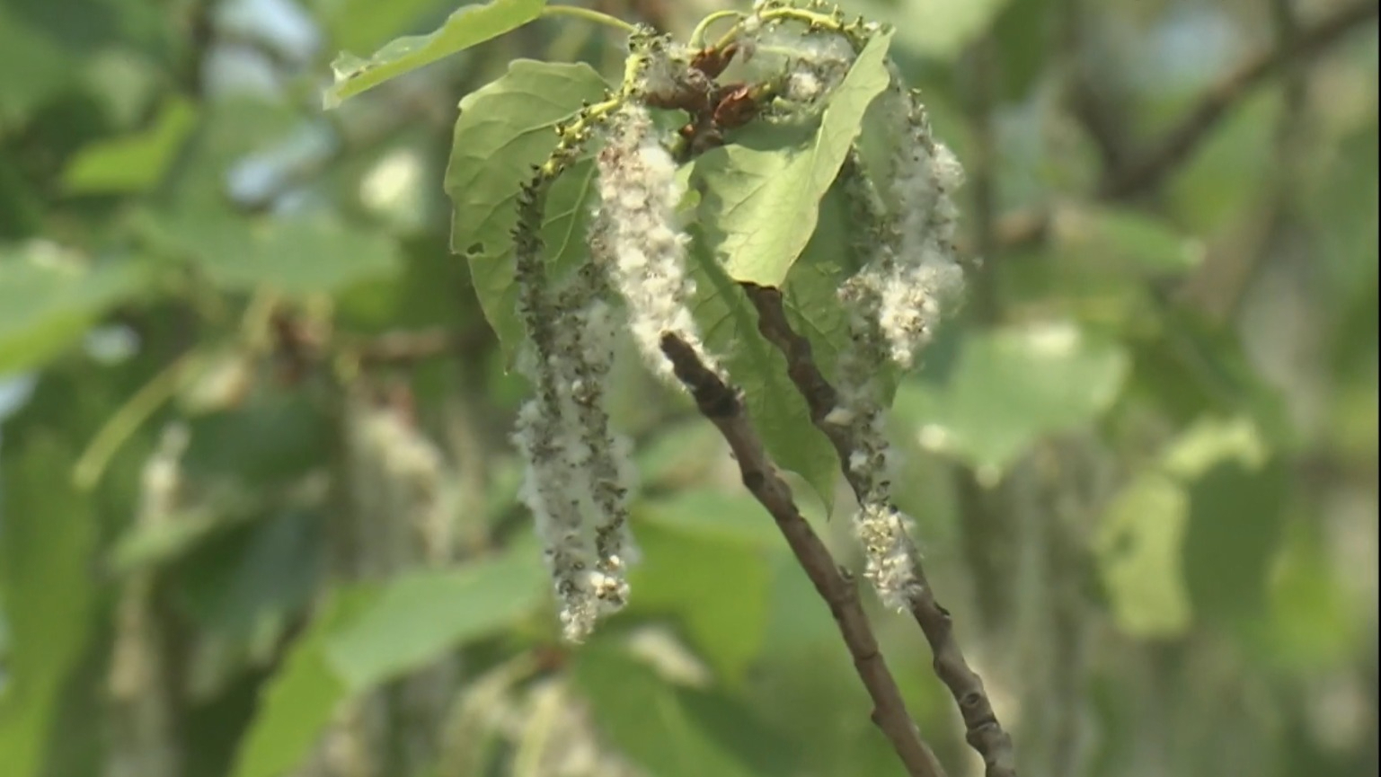 北京发布2026年首个杨柳飞絮预报