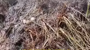 男子清明扫墓清理杂草,发现祖坟旁有近百枚鸭蛋 男子清明扫墓清理杂草,发现祖坟旁有近百枚鸭蛋