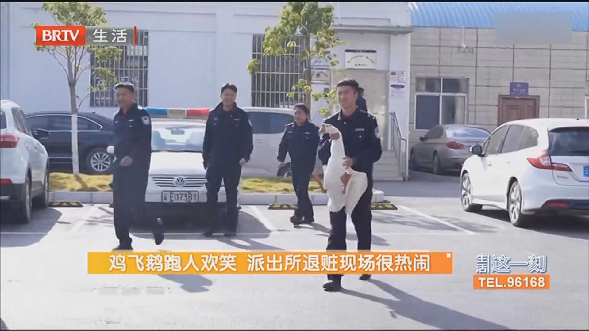 鸡飞鹅跑人欢笑 派出所退赃现场很热闹