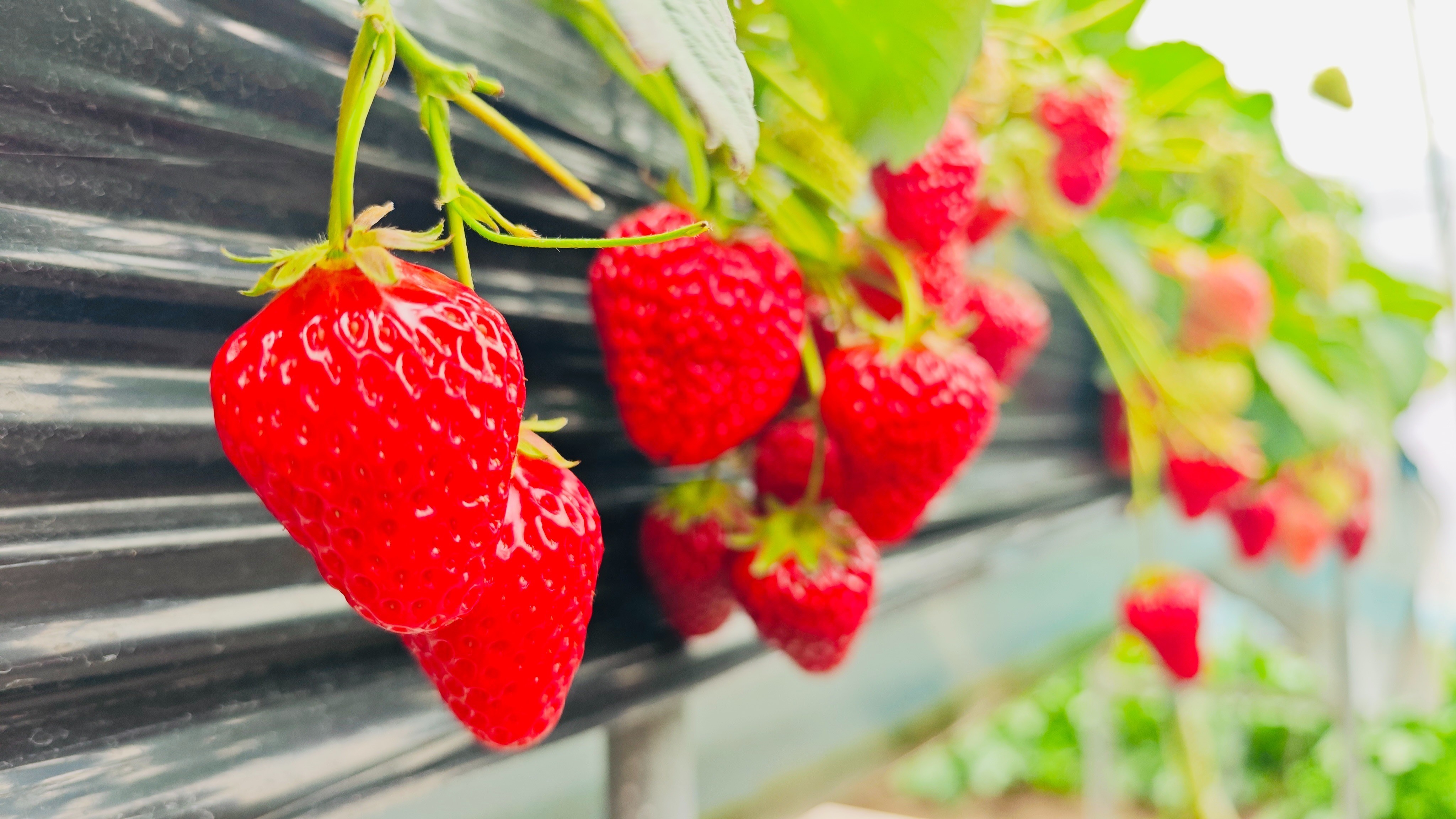 昌平草莓DNA指纹图谱数据库成功构建