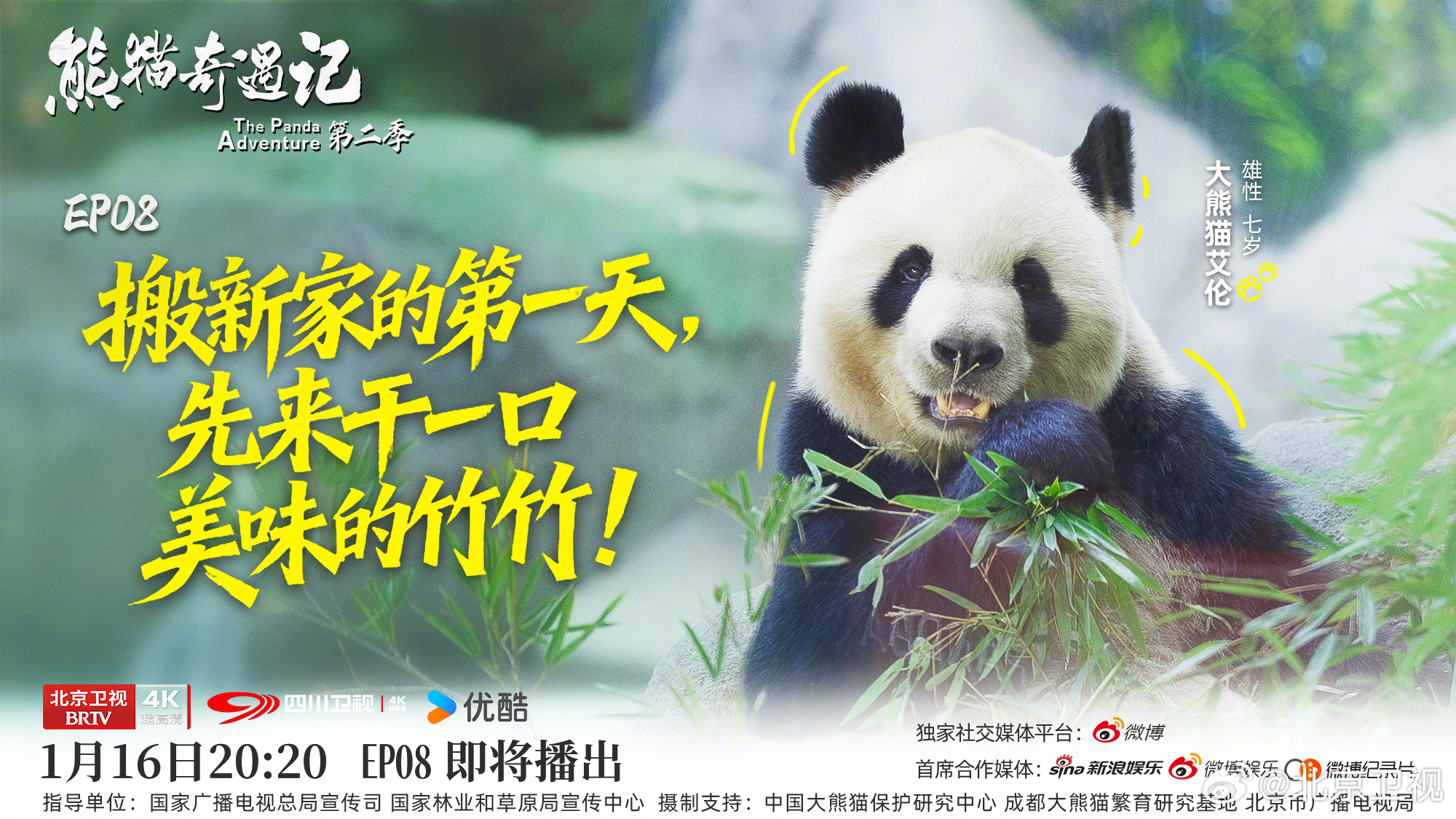 搬家第一天什么最重要?大熊猫艾伦:当然是先来干一口美味的竹竹啦! 搬家第一天什么最重要?大熊猫艾伦:当然是先来干一口美味的竹竹啦!