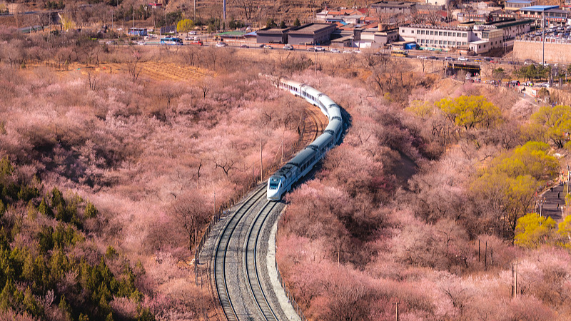 提醒!2026年“春运”期间,S2线列车开行方案调整 提醒!2026年“春运”期间,S2线列车开行方案调整