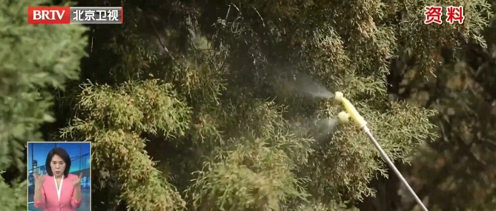 北京花粉季提前 今年治理防护有哪些新变化 北京花粉季提前 今年治理防护有哪些新变化