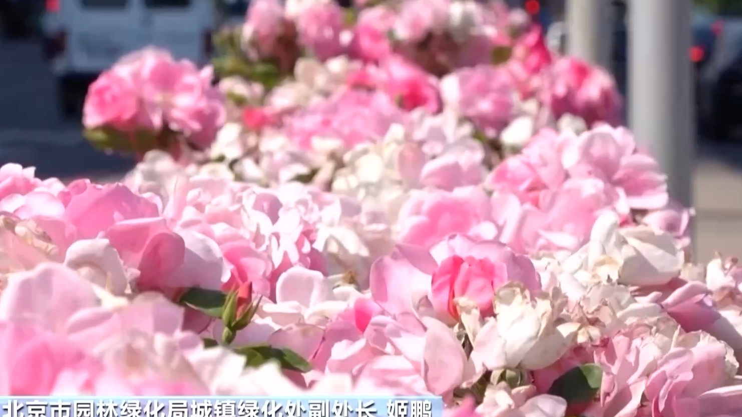 推窗见绿沿路观花，月季“约定”勾勒出首都浪漫“边框”