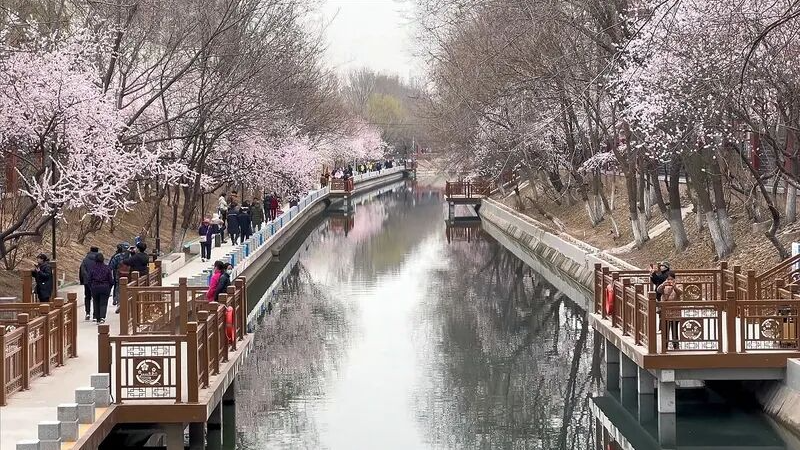 二道沟“水映桃花”盛放啦!来看看出片攻略! 二道沟“水映桃花”盛放啦!来看看出片攻略!