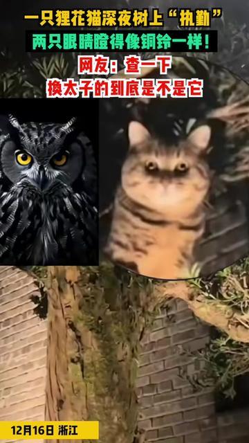 一只狸花猫深夜树上“执勤”,两只眼睛瞪得像铜铃一样! 一只狸花猫深夜树上“执勤”,两只眼睛瞪得像铜铃一样!