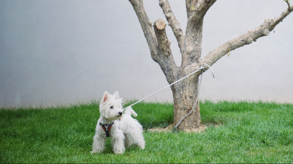 让宠物年夜饭吃鲍鱼，不过是人类一厢情愿