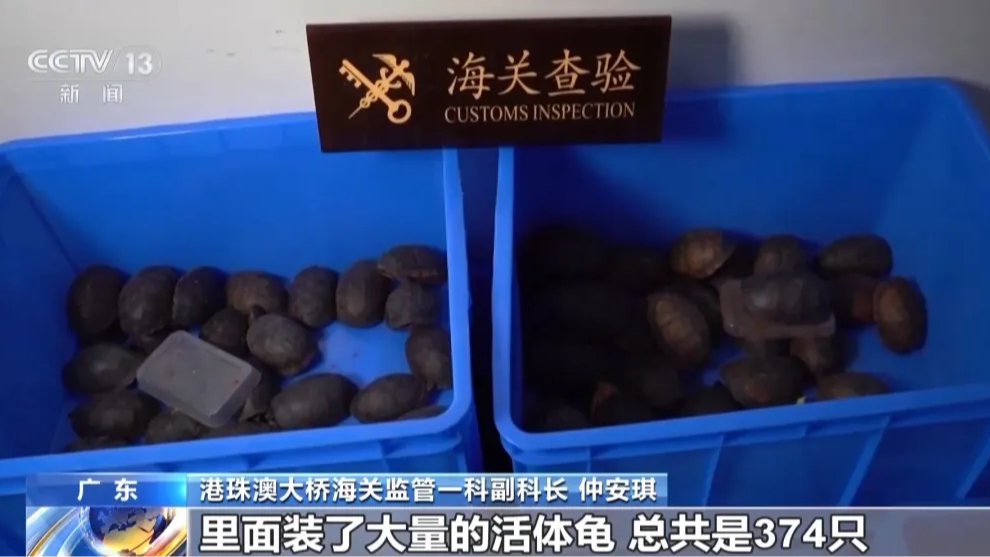 女子裤子内藏2斤多活虫入境被查