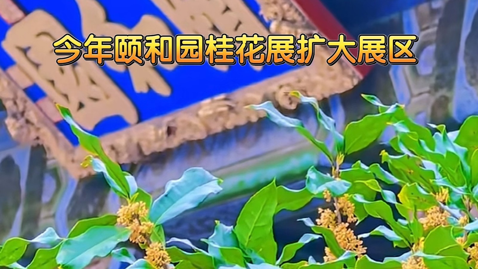 今年颐和园桂花展扩大展区