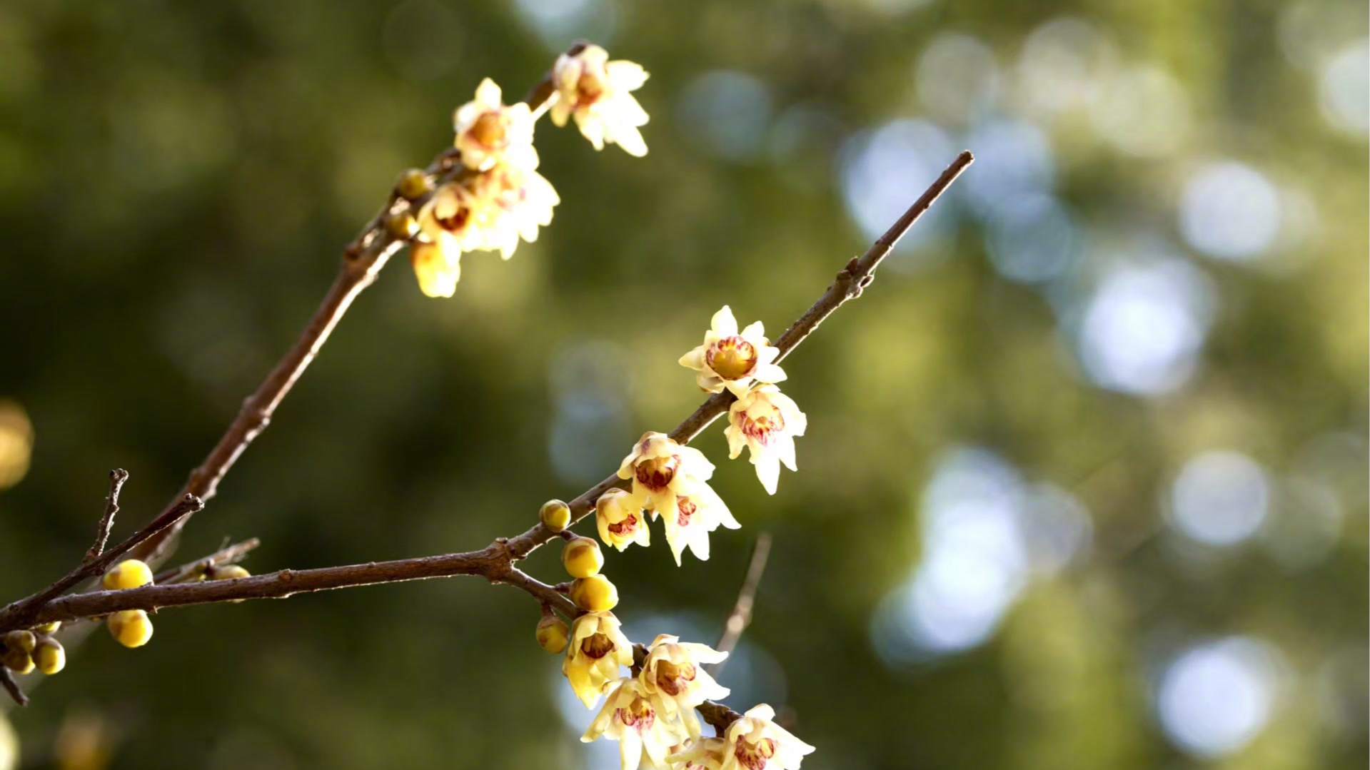 卧佛寺的蜡梅提前开了！拍照抓紧