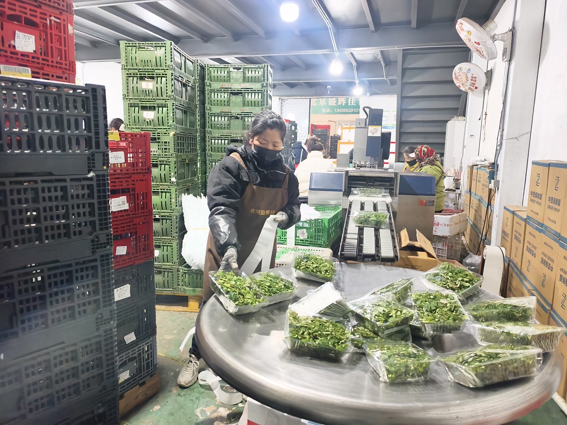 香椿价“跳水”，东北刺老芽进京！今年“春菜”上市量大增