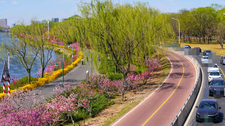 北运河畔一路繁花，车行画里满目芳华