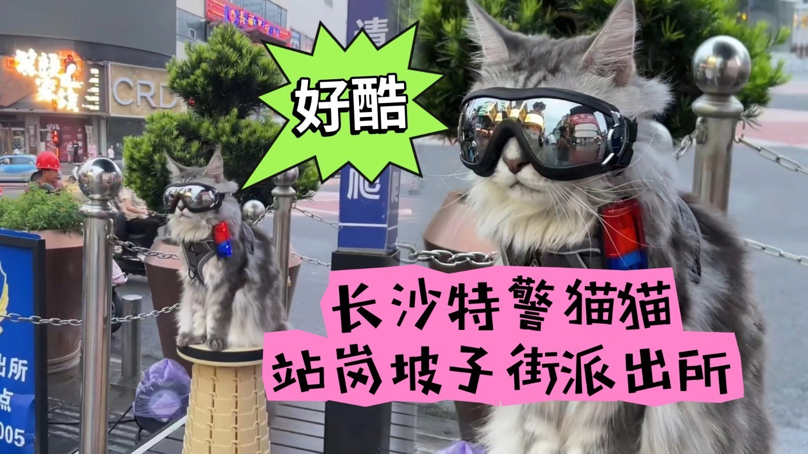 好酷!长沙特警猫猫站岗坡子街派出所 好酷!长沙特警猫猫站岗坡子街派出所